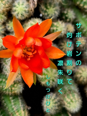 тƁ^yvҗLq(ӂ키)