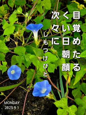 тƁ^yvҗLq(ӂ키)