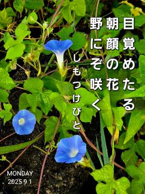 ͂荷@ȂR_2025/09/01iтƁ^yvҗLq(ӂ키)j