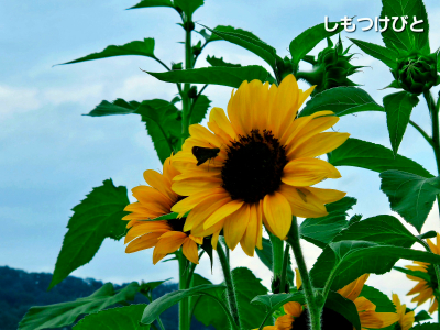 �������тƁ^�y�v�җL�q(�ӂ��키��)
