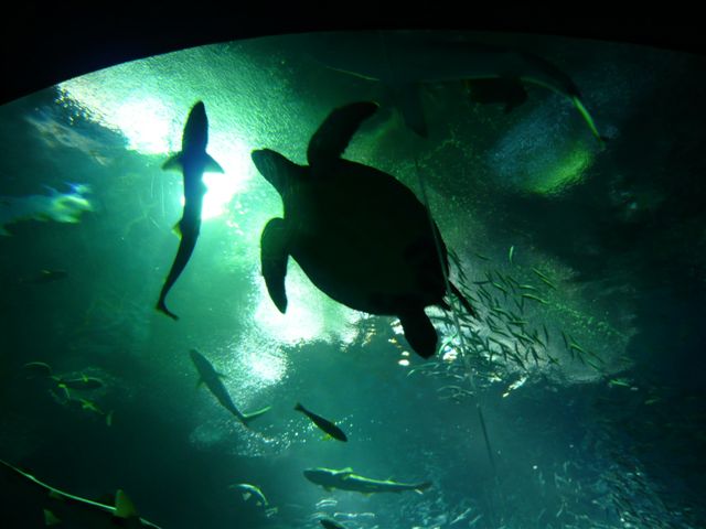 ������������⋆LBH⋆