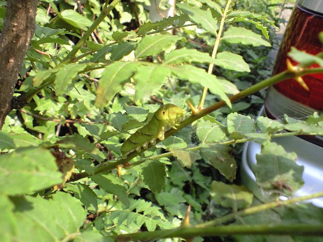 ������������⋆LBH⋆