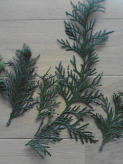 ������������⋆LBH⋆