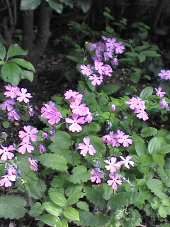 ������������⋆LBH⋆