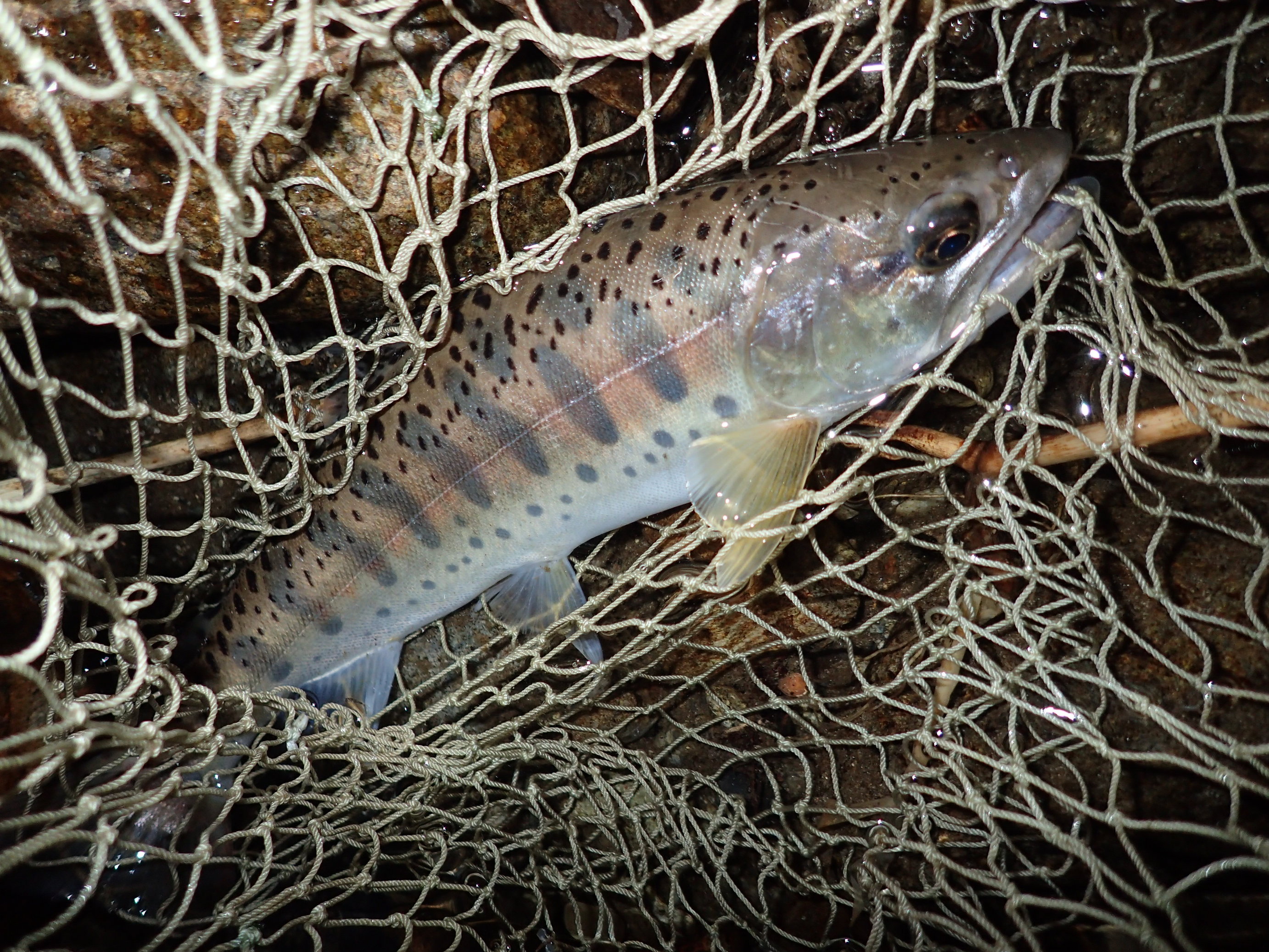 �ނꂸ ��ʂ܂܂�