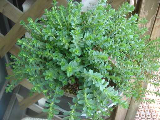 �^�N����́u��͉��|�v