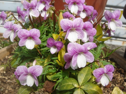 �^�N����́u��͉��|�v