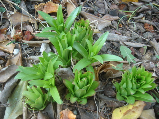 �^�N����́u��͉��|�v