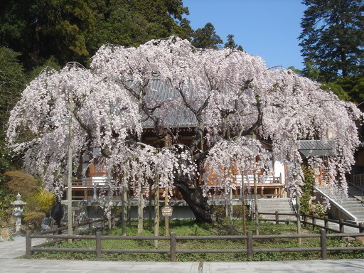 �^�N����́u��͉��|�v