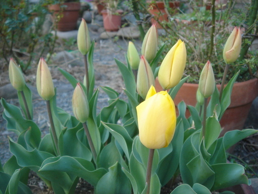 �^�N����́u��͉��|�v