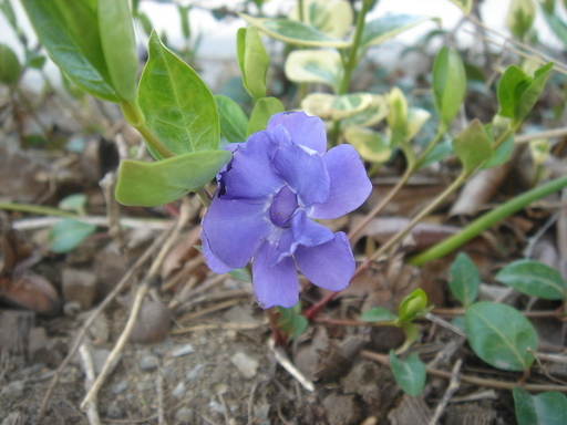 �^�N����́u��͉��|�v