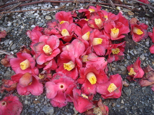 �^�N����́u��͉��|�v