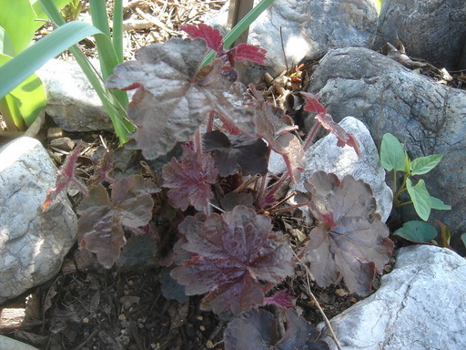 �^�N����́u��͉��|�v