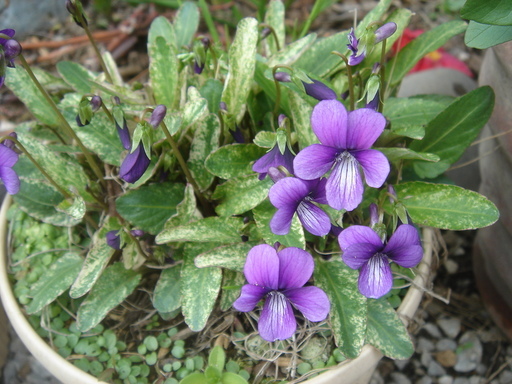 �^�N����́u��͉��|�v