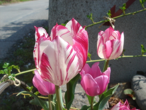 �^�N����́u��͉��|�v