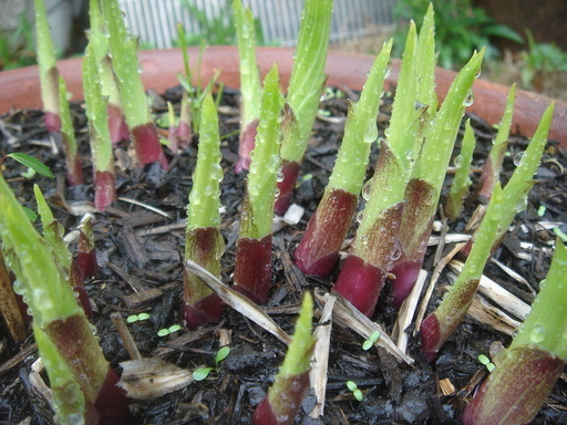 �^�N����́u��͉��|�v