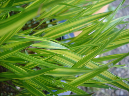 �^�N����́u��͉��|�v