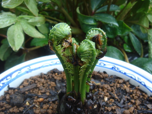 �^�N����́u��͉��|�v