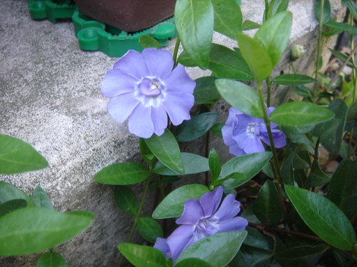 �^�N����́u��͉��|�v