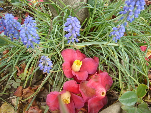 �^�N����́u��͉��|�v