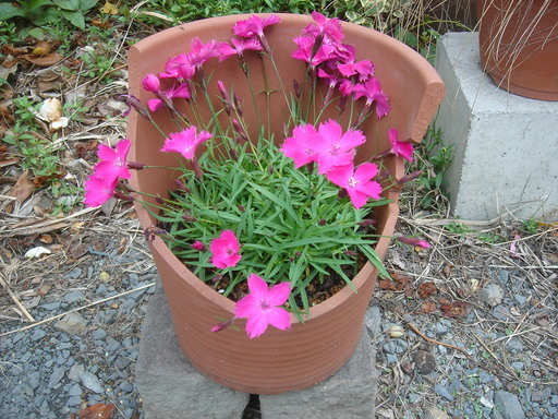 �^�N����́u��͉��|�v