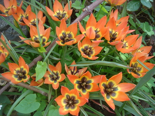 �^�N����́u��͉��|�v