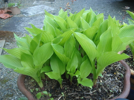 �^�N����́u��͉��|�v