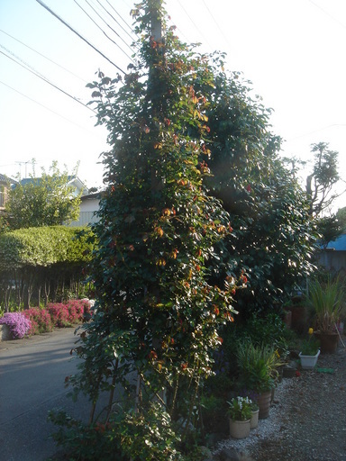 �^�N����́u��͉��|�v