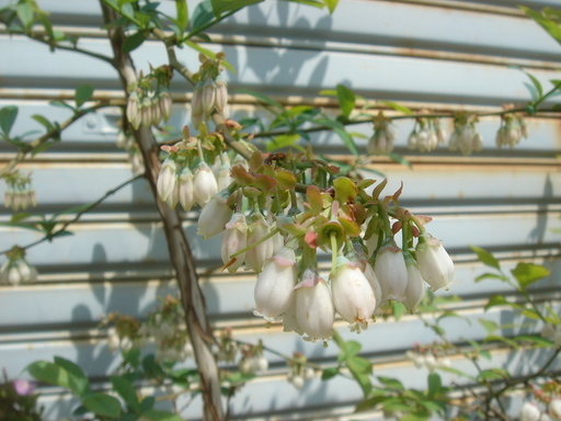 �^�N����́u��͉��|�v