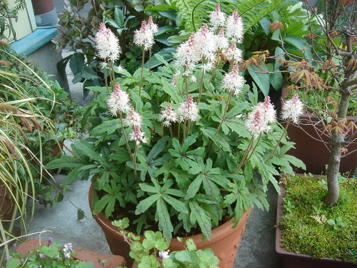 �^�N����́u��͉��|�v