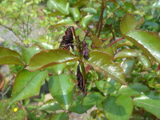 �^�N����́u��͉��|�v