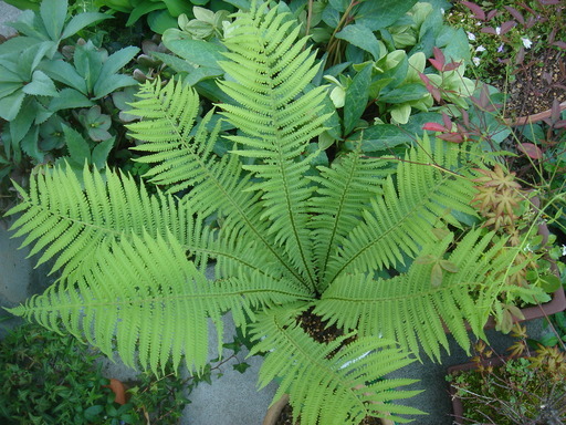 �^�N����́u��͉��|�v