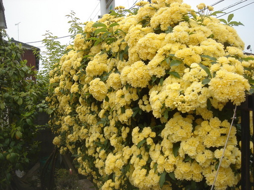 �^�N����́u��͉��|�v