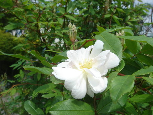 �^�N����́u��͉��|�v