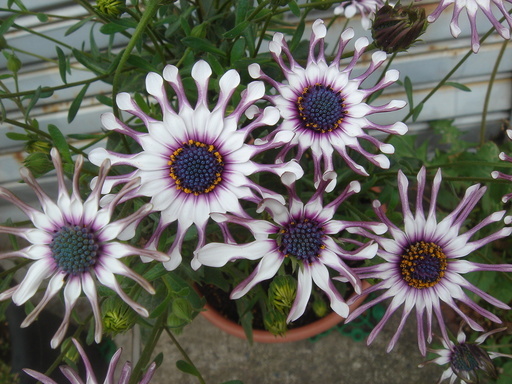 �^�N����́u��͉��|�v