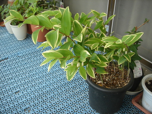 �^�N����́u��͉��|�v