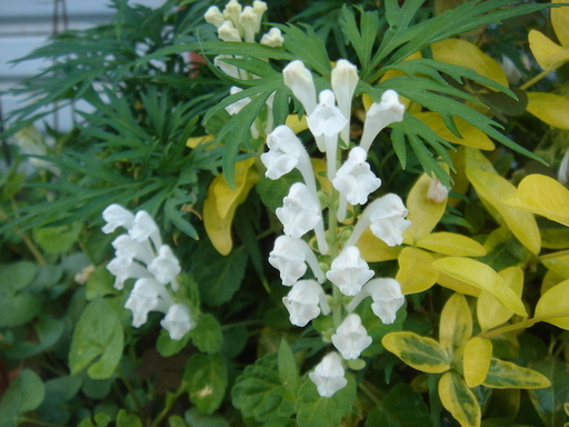 �^�N����́u��͉��|�v