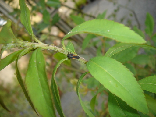 �^�N����́u��͉��|�v