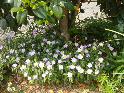 �^�N����́u��͉��|�v