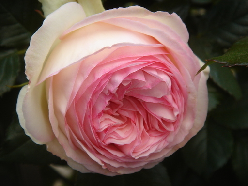 �^�N����́u��͉��|�v