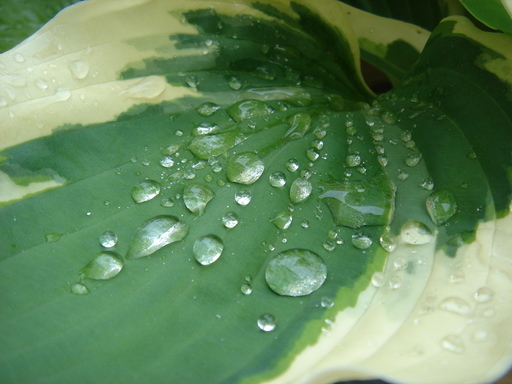 �^�N����́u��͉��|�v