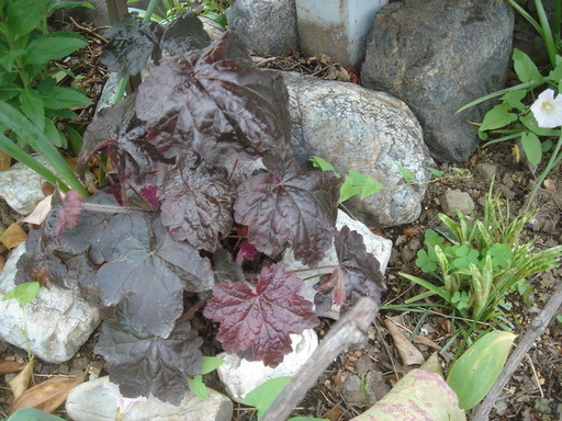 �^�N����́u��͉��|�v