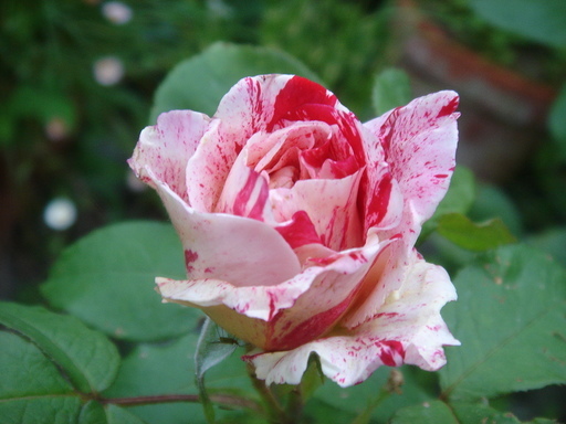 �^�N����́u��͉��|�v