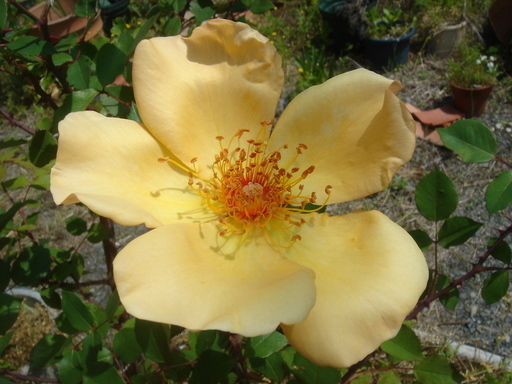 �^�N����́u��͉��|�v