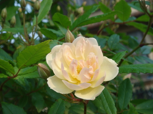 �^�N����́u��͉��|�v