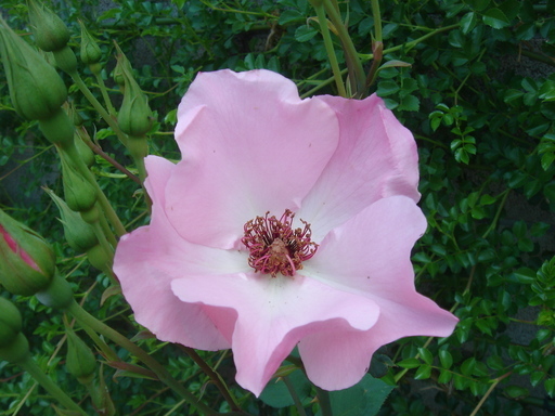 �^�N����́u��͉��|�v