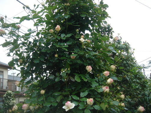 �^�N����́u��͉��|�v