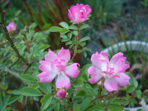 �^�N����́u��͉��|�v