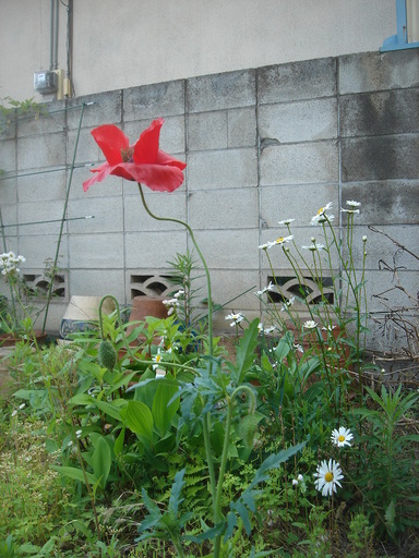 �^�N����́u��͉��|�v