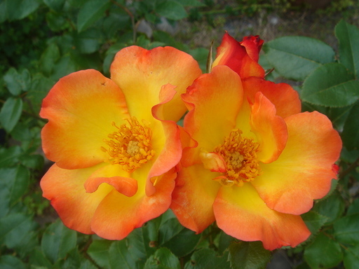 �^�N����́u��͉��|�v